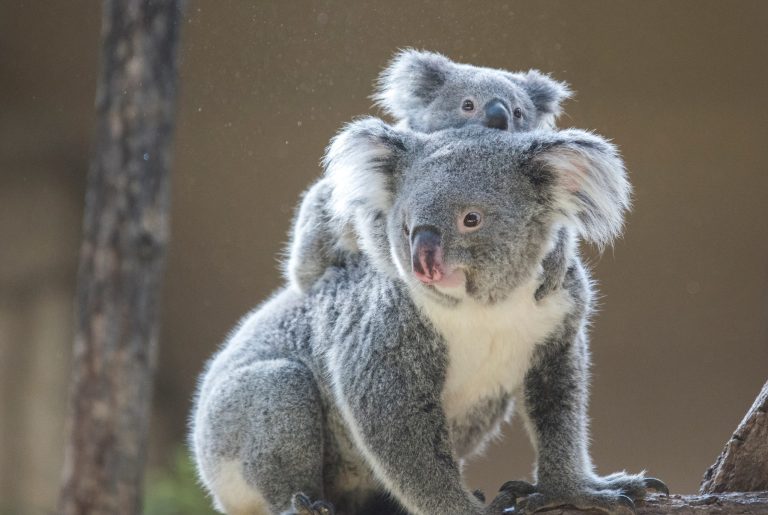 Et si on ralentissait pour mieux accueillir la parentalité ?